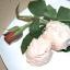 ROSE TO THE OCCASION: Ice cream with a difference.