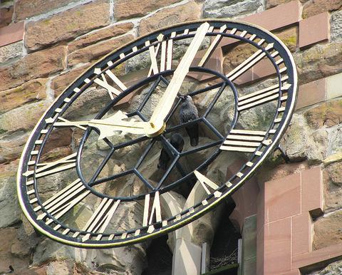 A pair of Jackdaws stopped Upton’s Old Church Tower clock last year with their nest.
