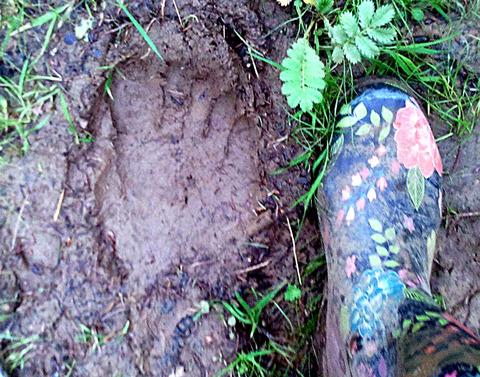 Bigfoot in the north Cotswolds?