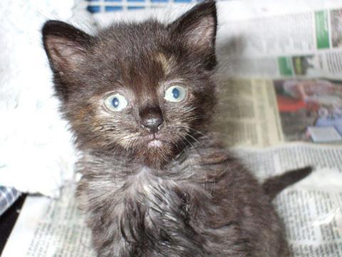So cute: Button the abandoned kitten