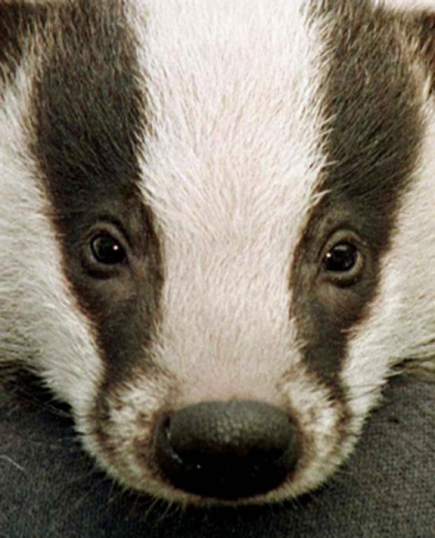 Trust us, this cull is wrong