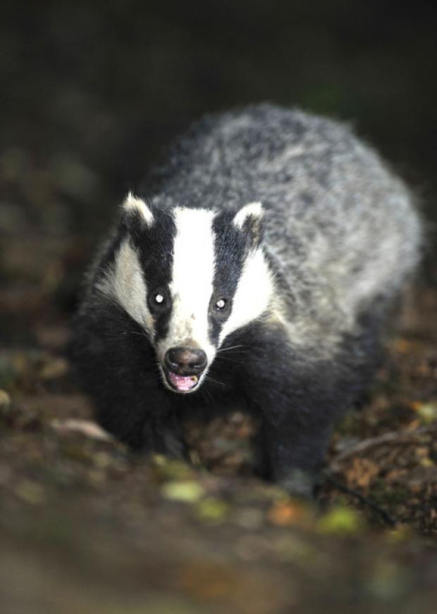 Tewkesbury Admag: Badger cull is put on hold Tewkesbury Admag: Badger cull is put on hold