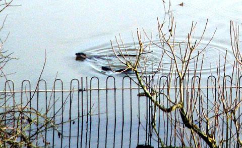 FLIPPING HECK, IT’S ANOTHER ONE: Russell Farraday took this picture near his home which apparently shows a second seal in the river Severn.
