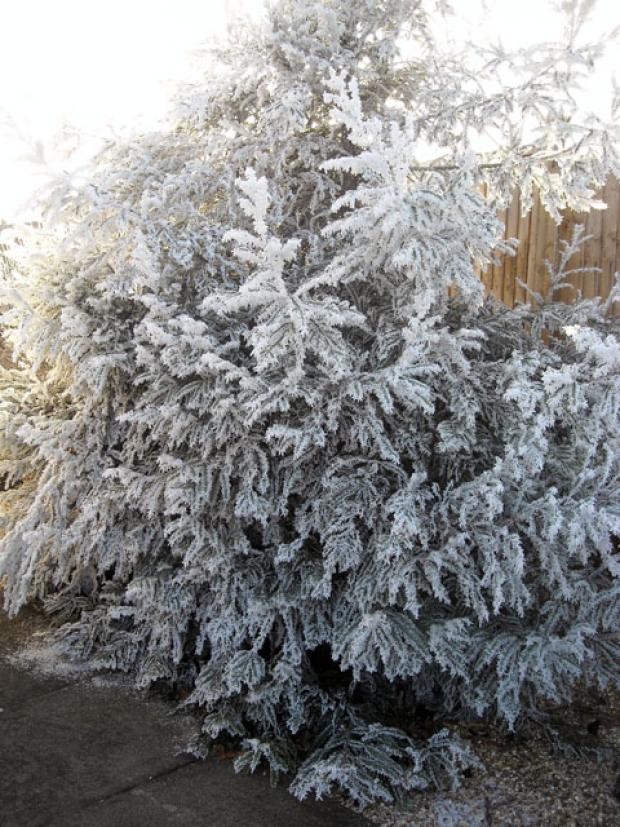 Frost, by reader Avril Morris