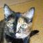 few and fur between: Shadow also has unusual markings.