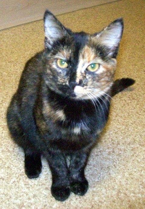 few and fur between: Shadow also has unusual markings.
