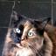 FEISTY: Maisey the cat.