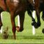 Horse racing