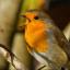 Tewkesbury Admag: Dawn Chorus Tewkesbury Admag: Dawn Chorus