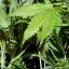 A Cannabis plant