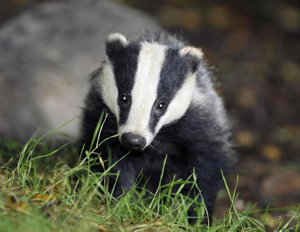Tewkesbury Admag: Start of the badger cull Tewkesbury Admag: Start of the badger cull