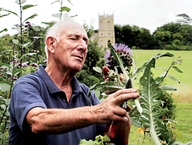 Tewkesbury Admag: Volunteer gardener Ted Rice is pictured with some of the cardoons. Tewkesbury Admag: Volunteer gardener Ted Rice is pictured with some of the cardoons.