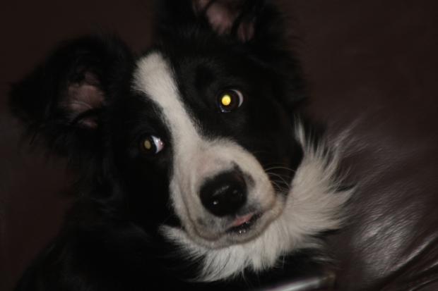 Tewkesbury Admag: Puppy stolen from Pershore house Tewkesbury Admag: Puppy stolen from Pershore house