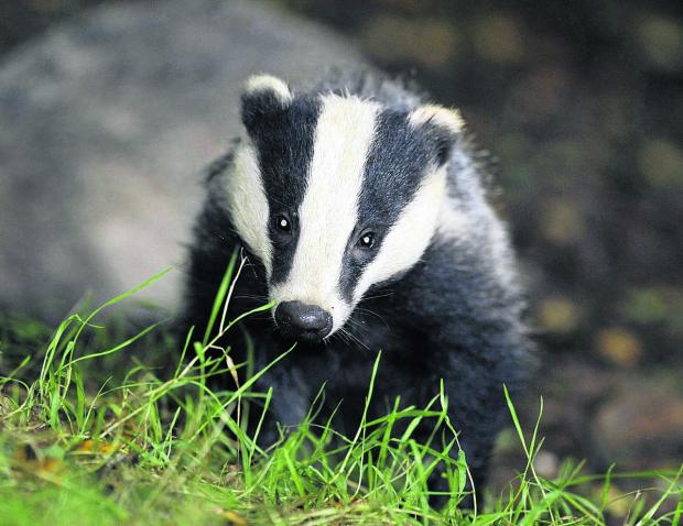 Around 5,000 badgers are set to be culled