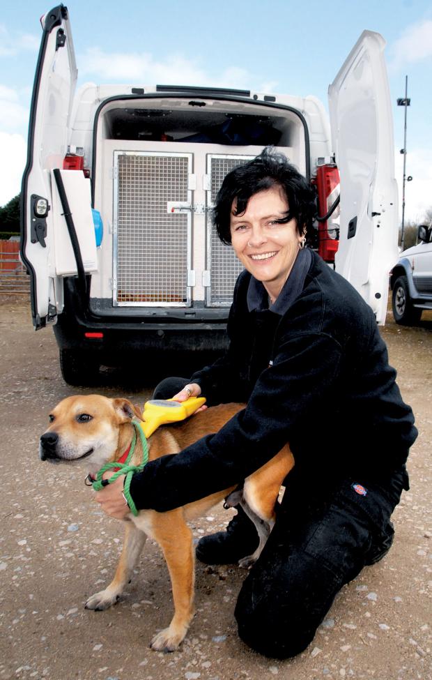 Tewkesbury Admag: RE-HOMING: Pip Singleton, dog warden, checking a stray male Staffordshire bull terrier to see if he has a microchip. Tewkesbury Admag: RE-HOMING: Pip Singleton, dog warden, checking a stray male Staffordshire bull terrier to see if he has a microchip.