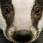 The badger cull started in August