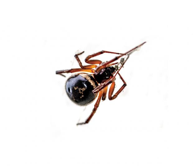 The false widow spider