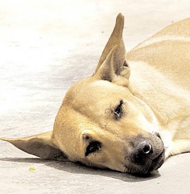 The parvovirus can be fatal among canines