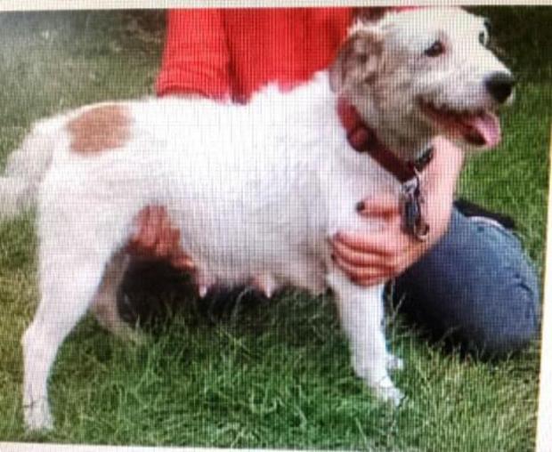 Tewkesbury Admag: Beloved pet dog stolen from car near Worcester Tewkesbury Admag: Beloved pet dog stolen from car near Worcester