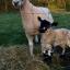 Tewkesbury Admag: The first lamb to be born at Overbury Farms arrived on February 21 - four weeks early. Tewkesbury Admag: The first lamb to be born at Overbury Farms arrived on February 21 - four weeks early.