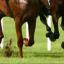 Tewkesbury Admag: Holywell stars for Cotswolds on Cheltenham Festival first day Tewkesbury Admag: Holywell stars for Cotswolds on Cheltenham Festival first day