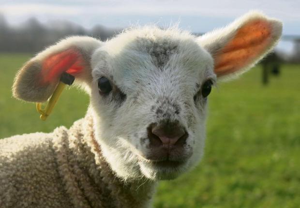 Tewkesbury Admag: (5178186) Tewkesbury Admag: (5178186)