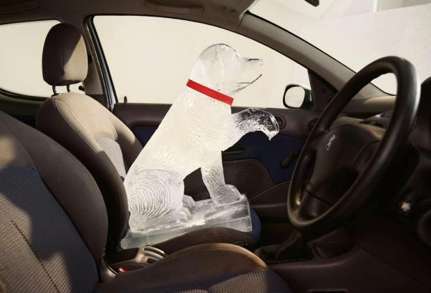 Tewkesbury Admag: Warning over leaving dogs in hot cars. Picture copyright Dogs Trust. Tewkesbury Admag: Warning over leaving dogs in hot cars. Picture copyright Dogs Trust.