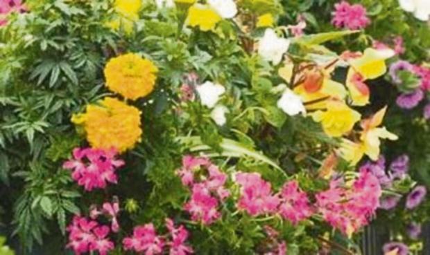 Tewkesbury Admag: Earl's Croome gardens open to visitors next weekend Tewkesbury Admag: Earl's Croome gardens open to visitors next weekend