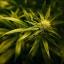 Tewkesbury Admag: Concerns have been expressed about pro-cannabis tweets Tewkesbury Admag: Concerns have been expressed about pro-cannabis tweets