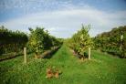 Winemakers from Worcestershire vineyard being stocked by major local retailer