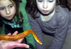 Molly Roff, five and Harriett Matthews, five, with a corn snake