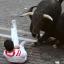 A man falls to the ground during the bull run in Pamplona