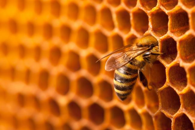 Chris Wells, a Master Beekeeper from ‘Cotswold Bees’, transfixed all present with a factual, quickly paced and excellent illustrated talk